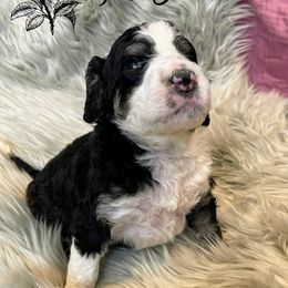 Bernedoodle and Poodle Puppies from Salty Standards