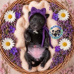 Girl 8 - Black female Miniature Schnauzer puppy in Magalia, California from NorCal Schnauzers
