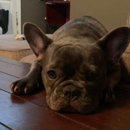 Zoe - French Bulldog