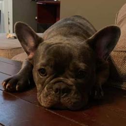 Zoe - French Bulldog