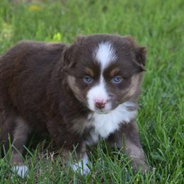 Girl 2 - Red tri-color female Australian Shepherd puppy in Nebraska from Our Barn Aussies