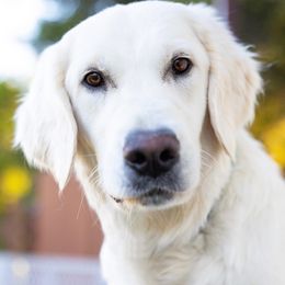 Molly - Golden Retriever
