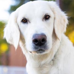 Molly - Golden Retriever