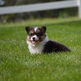 Pembroke Welsh Corgi Puppies from C&G Corgis