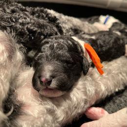Orange - Parti male Poodle puppy in Wilkes Barre, Pennsylvania from Apricity Poodles