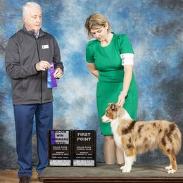 Miniature American Shepherds, Miniature Australian Shepherds, and Toy Australian Shepherds from Best Little Aussies