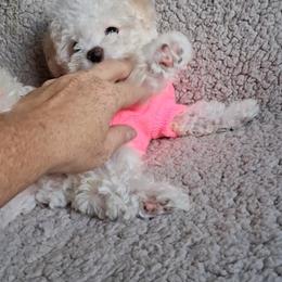 Maltipoo Puppies from Little Cupcakes and Pumkins Maltipoos
