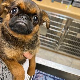 Baron - Red Brussels Griffon puppy in Columbus, Ohio from Last Knight Kennels and Greyhawk Kennels
