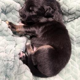 Miniature Australian Shepherd Puppies from Peace Creek Aussies