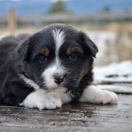 Boy 1 - Black tri male Miniature American Shepherd puppy in Baker City, Oregon from Back Country Aussies