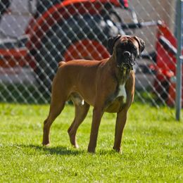 Harley - Boxer