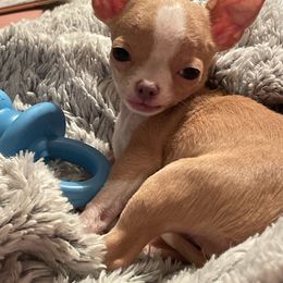 Chihuahua Puppies from Misty Morn Chihuahuas