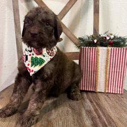 Boy 4 - Red phantom male Aussiedoodle puppy in Florida from Doodles & Danes
