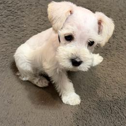 Navy collar - White male Miniature Schnauzer puppy in Hiddenite, North Carolina from Beyond Blessed Pawz