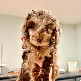 Leon - Merle male Cockapoo puppy in Denver, Pennsylvania from Greenview Puppies