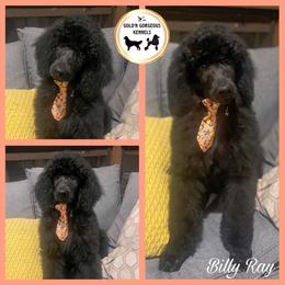 Billy Ray - Orange - Blue Poodle puppy in Calera, Alabama from Gold’N Gorgeous Kennels