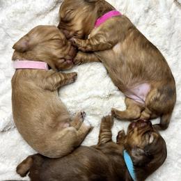 Dachshund Puppies from Redland Dachshund Grove