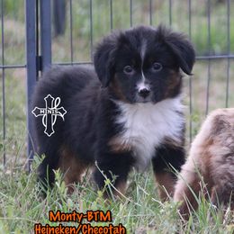 Monty - Black tri male Miniature American Shepherd puppy in Elgin, Oregon from Cross L Miniature American Shepherds