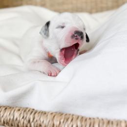 Dalmatian Puppies from RockADal Farm
