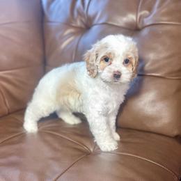 Jack - Buff and white male Cockapoo puppy in Floyds Knobs, Indiana from Sweet Tails