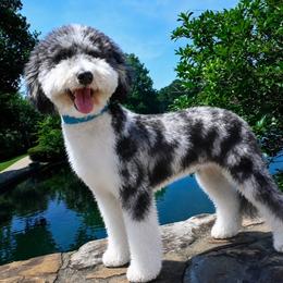 Bennett - Merle male Australian Labradoodle puppy in Matthews, North Carolina from Weddington Labradoodles