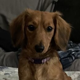 Priss - Dachshund