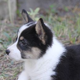 American Corgi, French Bulldog, and Pembroke Welsh Corgi Puppies from Moonstone Corgis & Frenchies