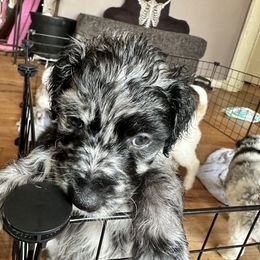 Aussiedoodle Puppies from Vali Girl Aussiedoodles