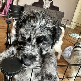 Aussiedoodle Puppies from Vali Girl Aussiedoodles