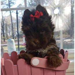 Girl 1 - Chocolate and tan female Yorkshire Terrier puppy in Marion Station, Maryland from Anna's Yorkie Treasures