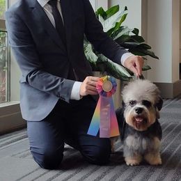 Albert - Dandie Dinmont Terrier