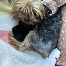 Yorkshire Terrier Puppies from Susie Pounders