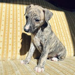 Tibby - Fawn brindle male Whippet puppy in Kingston, Tennessee from Smithfield Park