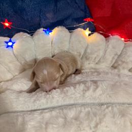 Akc possibly ee red female - Piebald female Dachshund puppy in Erie, Michigan from Champagne’s Grinch Toe’d Dachshunds