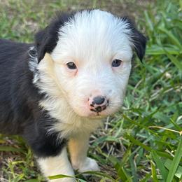 Sua - Black and white female Border Collie puppy in Mckinney, Texas from Border Collies of Ruidoso
