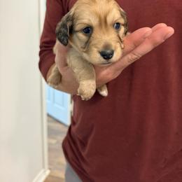 Sol - Cream female Dachshund puppy in Celina, Texas from Oak Bridge Farm