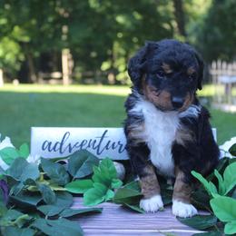 Aussiedoodle Puppies from Old Mills Aussiedoodles