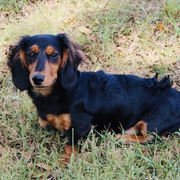 Australian Shepherds and Dachshunds from Twisted Acres Aussies and Dachshunds