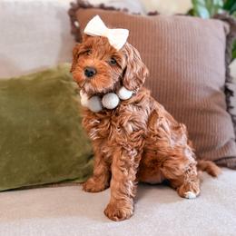 Carrera - Red  female Goldendoodle puppy in Garden Grove, California from Sunkissed Doodles