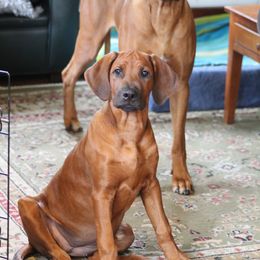 Rhodesian Ridgeback Puppies from Supernova Ridgebacks