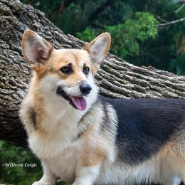 Hallie - Pembroke Welsh Corgi
