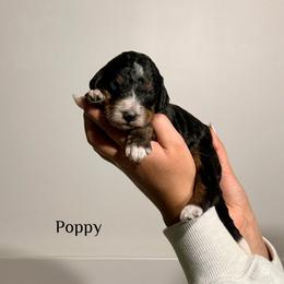 Poppy - Tri-color male Bernedoodle puppy in Pennsylvania from Bells Bernedoodles