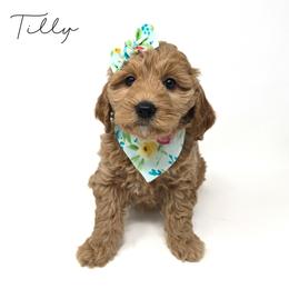 Tilly - Apricot female Goldendoodle puppy in Crawfordsville, Indiana from Winding Creek Ranch Doodles