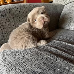 Amethyst Fog - Lilac dilute female Chinese Shar-Pei puppy in Auburn, Kansas from Justin's Chinese Shar-Pei