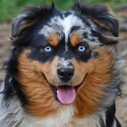Sheriff - Miniature Australian Shepherd