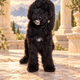 Hermes - Black female Labradoodle puppy in Kingston, Georgia from CC Familydoodles