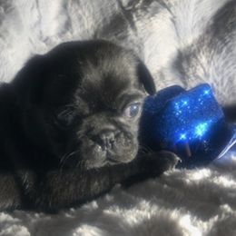Bulldogs and Pugs from Le Roy’s Bullies and Pugs