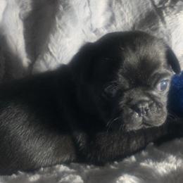 Bulldogs and Pugs from Le Roy’s Bullies and Pugs