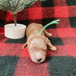 Goldendoodle and Poodle Puppies from Desert Born Kennel