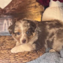 Flo - Red merle female Miniature Australian Shepherd puppy in California from Eagle River Aussies